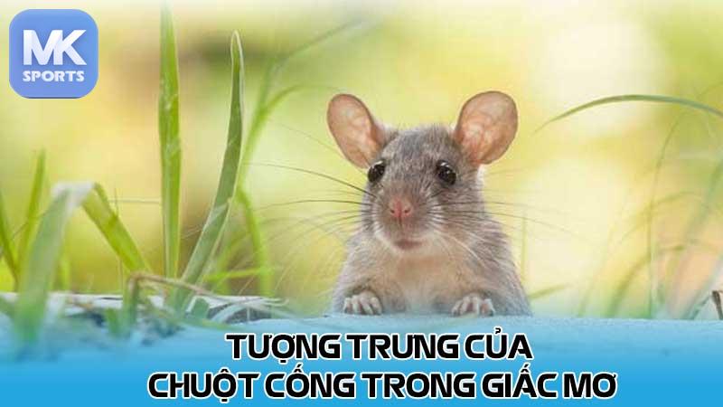 Tượng trưng của chuột cống trong giấc mơ