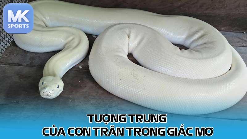 Tượng trưng của con trăn trong giấc mơ