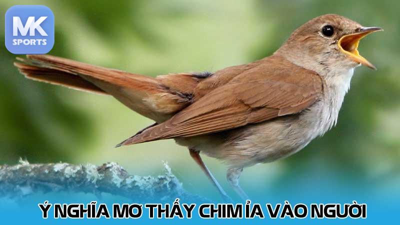 Ý nghĩa mơ thấy chim ỉa vào người