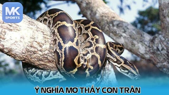 Ý nghĩa mơ thấy con trăn